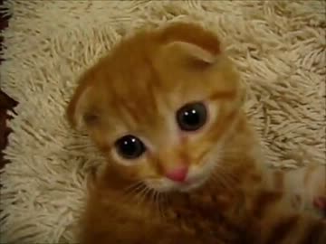 とにかくモフモフする猫