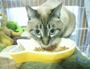 元野良ジャンくんの家猫への道