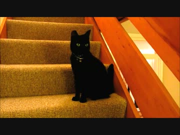 黒ちゃんと見知らぬ黒猫