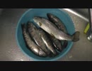 【2012解禁】秋川で渓流魚を釣って食す！【やどけん！】