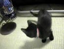 うちに猫がやってきた　ソノ7