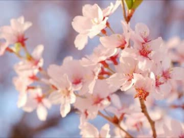 【いきものがかり】 SAKURA 【歌ってみた】