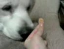 うちの老犬