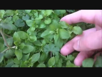 アウトドアをやろう！野草カレー編part1