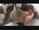 退きたくないでござるぅ！