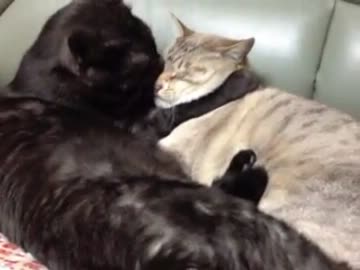 ぺろぺろする猫