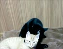 愛をささげる黒猫
