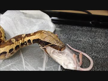 マラヤンブラッドパイソン お食事汚名返上編