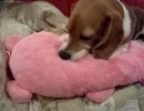 【ドラクエ風】DQ（DOG QUEST）【アモン】