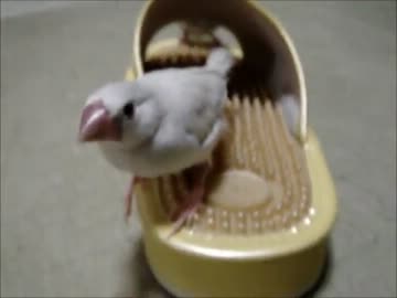 (*ﾟ∋ﾟ)スリッパ文鳥もふもふ団(ﾟ∈ﾟ*)