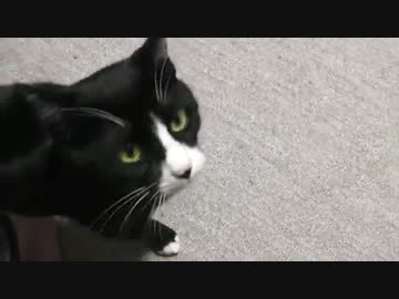 お留守番する猫　を別角度で撮ってみた【その２】