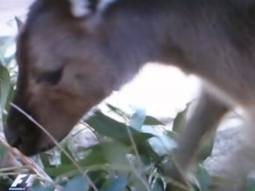 週刊「フェラーリ F2007 ラジコンカー」を作る　Part34