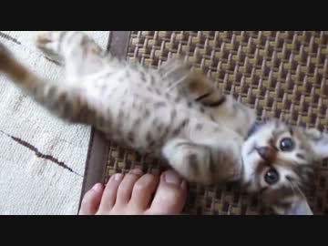 あらぶる子猫大盛り