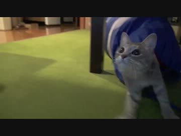 モアレとクリエ 「ネコ的キャッチボール」