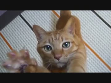 ネコさんがデレデレになって絡んできた