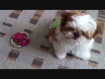 生きるモップ シーズーの子犬がやってきたよ 朝から元気 ニコニコ動画