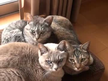 家猫日和　だんご３