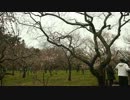 20120318水戸偕楽園の開花状況２