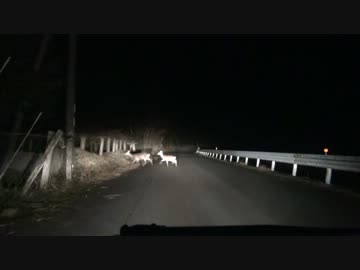 【深夜の】 シカでした。 【車載動画】
