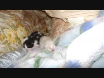 三匹の子猫【生後一週間】