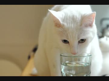 これが　私の水の飲み方by白猫