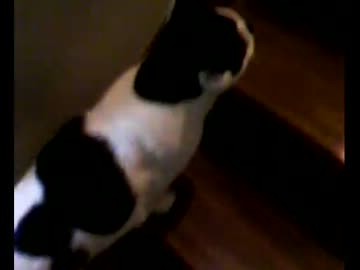 家の猫がドアを自分で開けられるのに主に要求してきた