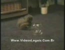 ほーら、こんなにコンパクト