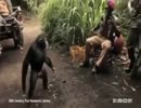 野生の猿にライフルを持たせてみたら…