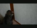 ぬこ　ふすま越しの戦い