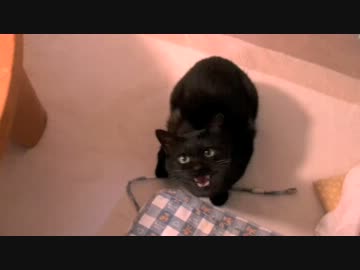 人気の カラスぼん 動画 38本 ニコニコ動画