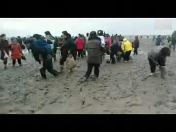 中国江蘇省の海岸に4頭のマッコウクジラ、漂着,肉を盗む人も