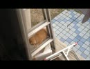 ただ発泡スチロールで遊ぶ猫
