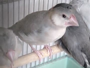 (*ﾟ∋ﾟ)文鳥のグゼリ(ﾟ∈ﾟ*)