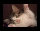 【かわいい猫まつり】ベーシックインカムってどーなのよ【ギター講座】