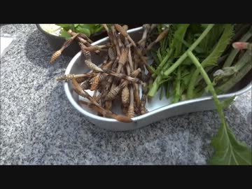 アウトドアをやろう！野草カレー編part2