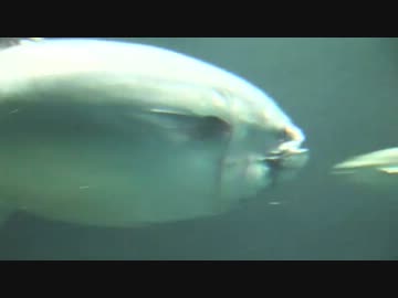 ○。おさんぽ水族館〜葛西臨海水族園（東京）