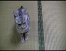 動く物にあまり興味がないネコちゃん