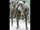 いちろ少年忌憚　男３人で実況　Part10