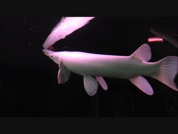 プラチナアリゲーターガー 成長記録