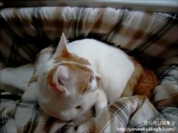 【夜な夜な猫集会】猫の上で満足気な猫が逆切れした