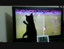 お留守番する猫　を別角度で撮ってみた【その３】