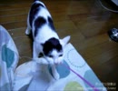 夜な夜な猫集会 昨日まで体調不良だったとは思えない勢いで遊ぶ猫