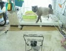 元野良猫ジャンくんのUst生放送の裏側