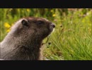 test15.mp4