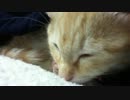 ごろごろ鳴きながら寝る猫 #8