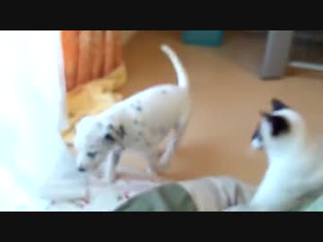 猫ＶＳ子犬