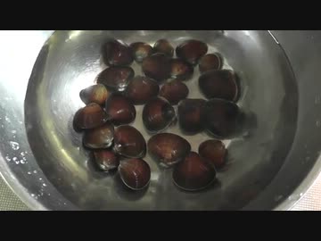 シジミを捕ってパスタを作ろう！【やどけん！】