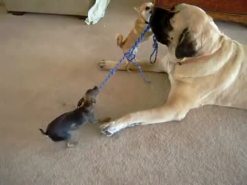 人気の 動物 チワワ 動画 4本 2 ニコニコ動画