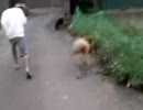 永井先生が犬の散歩をしました。(博之撮影)