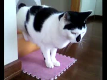 家の猫の変わったトイレの仕方（撮り直し）